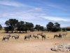 Namibia-013