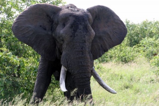 Afrika-011