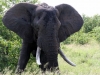 Afrika-011